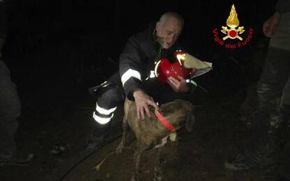 Vigili fuoco salvano cane finito nella tana di un tasso