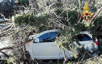 A Matera albero cade su auto: due illesi