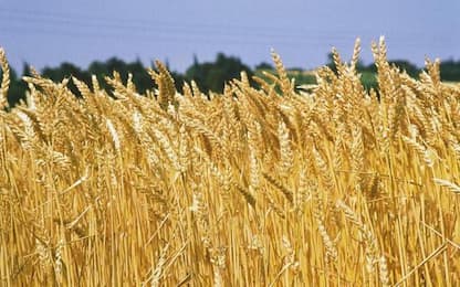 Basilicata: 16 mln alle aziende agricole