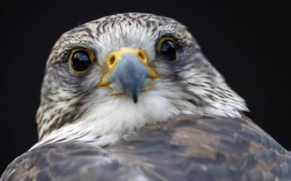 Roma, in arrivo falchi e falconieri per combattere gli storni