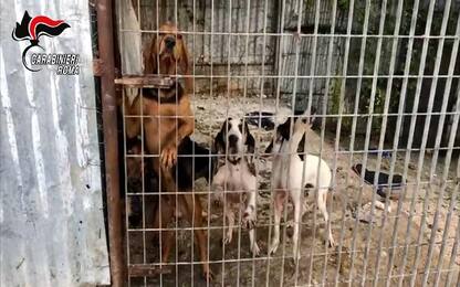 Roma, rubavano cani e cambiavano microchip per venderli: denunciati