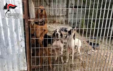 cani_sequestro_roma