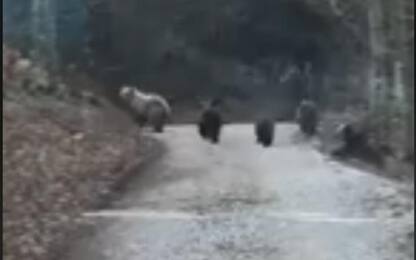 Orsa con cuccioli riprese in Trentino