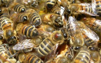 A causa del maltempo perso 80% produzione miele in Trentino