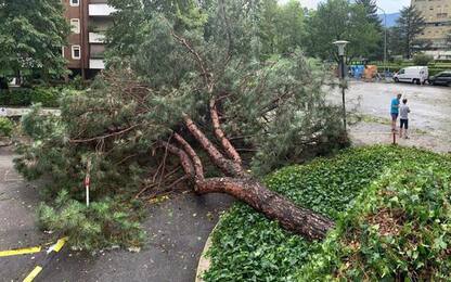 Caramaschi, caduti 9 alberi del Comune