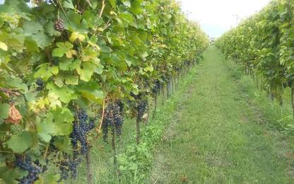 Viticoltura bio in Trentino è cresciuta del 20% in un anno