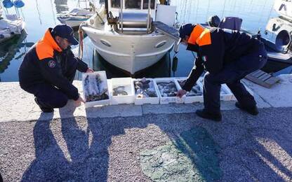 Guardia costiera: Fvg, oltre mille kg di pesce sequestrato