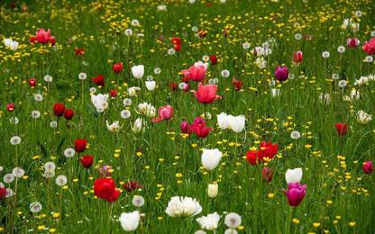 Tulipani in fiore e villa diventa quadro