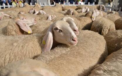 Varese, non prende reddito cittadinanza e porta pecore davanti Comune