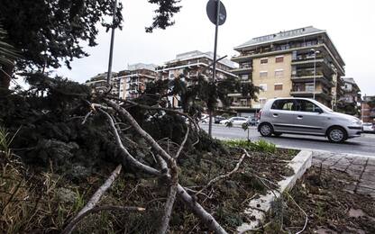 Maltempo a Salerno, ramo su auto: ferita una ragazza
