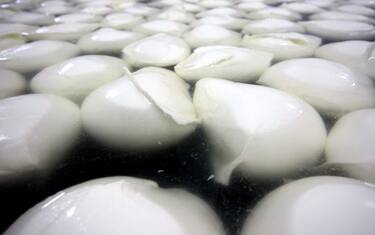 mozzarella