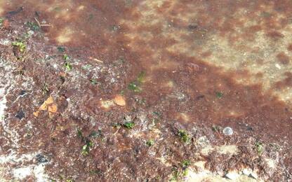 Palermo, alga tossica a Vergine Maria: scatta divieto di balneazione