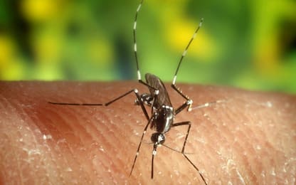 Le zanzare amano il sangue dolce? Sfatato il mito: ecco cosa le attrae