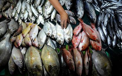 Roma, controlli in un mercato: sequestrati 110 kg di pesce