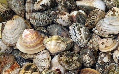 Flatulenze dei molluschi baltici creano grandi quantità di gas serra