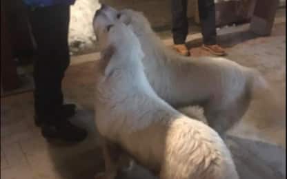 Valanga su hotel, salvi Lupo e Nuvola: cani mascotte di Rigopiano