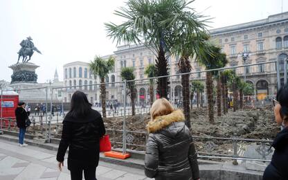 Milano, palme bruciate: una testimone ha tentato di fermare il vandalo