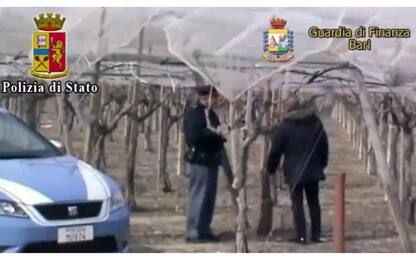 Caporalato, bracciante morta di fatica nei campi: 6 arresti in Puglia