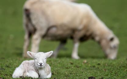 Ovile abusivo a Messina, 11 agnelli uccisi da cani randagi