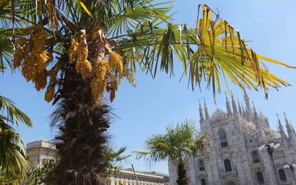 Milano, fiorite le palme di piazza Duomo