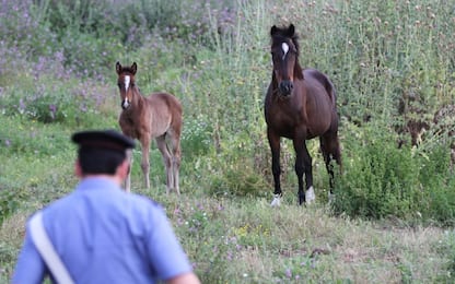 Caltanissetta, corsa clandestina tra cavalli: sette arresti