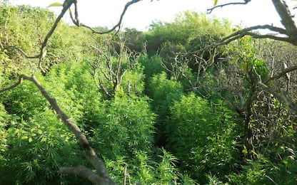Scoperta in Sardegna piantagione da 1500 piante di marijuana