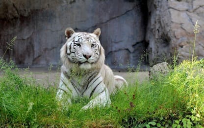 Il Bioparco accoglie la tigre bianca
