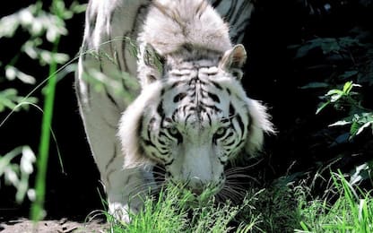 Giornata mondiale della tigre: come salvare il felino