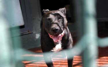 pitbull_fotogramma