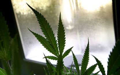 Droga, coltivava 40 piante di canapa in casa: arrestato nell'Astigiano