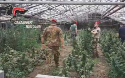 Marijuana, scoperte da carabinieri 12mila piante di canapa in Calabria
