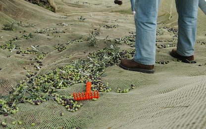 Agrigento: picco di assenteismo per raccolta delle olive, 12 indagati
