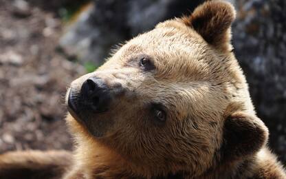 Trentino, uomo ferito da un orso. Non è grave, ma è polemica
