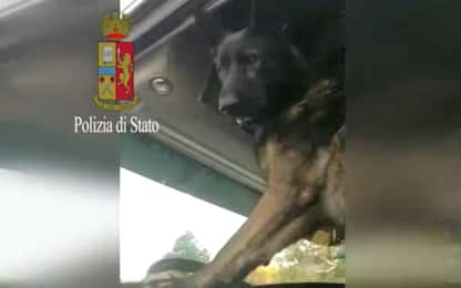 Gimbo, il cane poliziotto che suona il clacson quando trova la droga