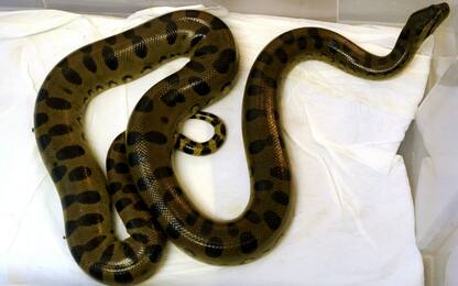Milano, catturati due serpenti esotici: multata una proprietaria