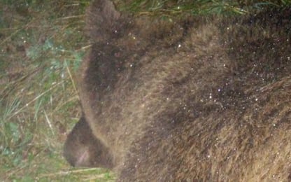 Trento, abbattuta l’orsa KJ2: aveva ferito escursionista