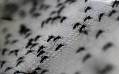 Malaria, reazione a catena genetica annienta le zanzare portatrici