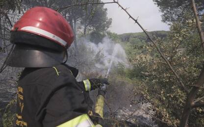 Incendi in Sardegna, volpe sopravvissuta a fiamme diventa testimonial