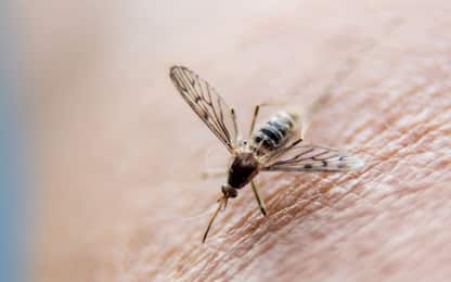 Scoperto un anticorpo che può distruggere il parassita della malaria