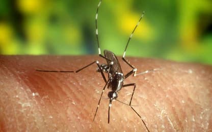 Anzio, tre casi di Chikungunya: stop alle donazioni di sangue