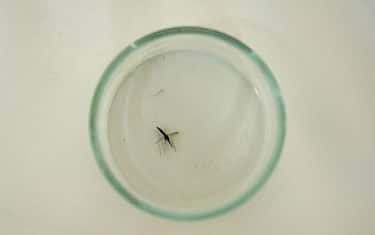 malaria_getty