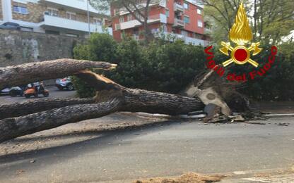 Roma, grosso pino cade sulla Cassia: due feriti