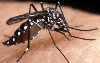 Chikungunya, Iss avverte: "Epidemia continuerà, bisogna disinfestare"