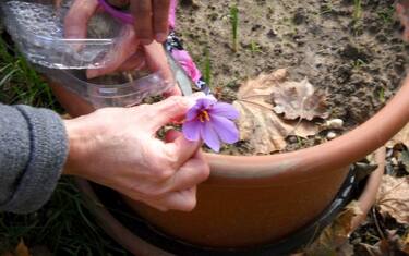 pistilli_zafferano_fotogramma