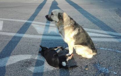 Roma, un cane veglia per ore l’"amico" morto in strada