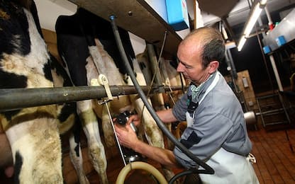 Quote latte, Corte giustizia Ue: "L'Italia è inadempiente"