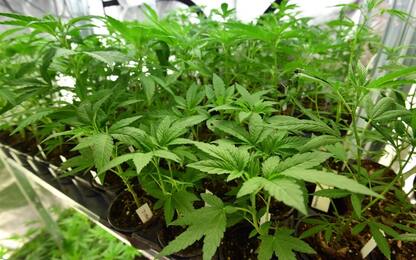 Sequestrato laboratorio per la produzione di cannabis nel Salernitano