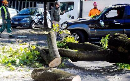 Milano, albero cade su auto: 3 feriti