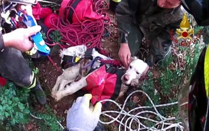 Cane cade in buca di 25 metri in Veneto, pompieri lo salvano. VIDEO