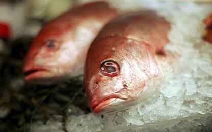 Palermo, sequestrati oltre 100 kg di pesce senza certificato